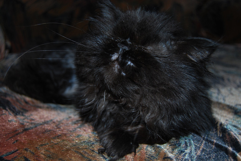 Black cat
