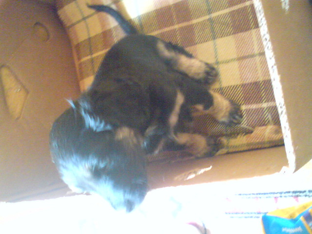 piesio :D