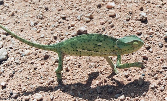 kameleon