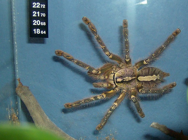 Poecilotheria ornata