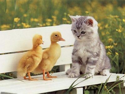 Focia znowu z neta..............
