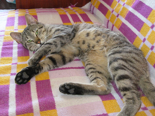 mj kotek gryzelek