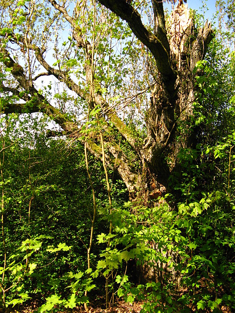 Park Paacowy (BPN)