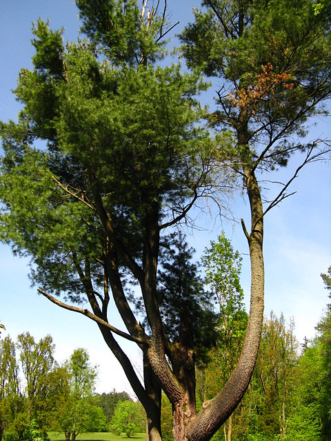 Park Paacowy (BPN)
