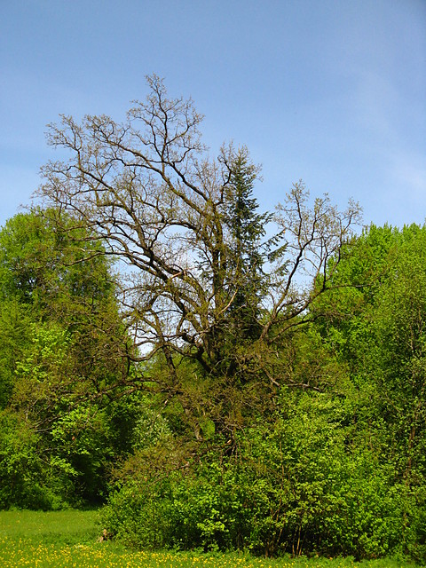 Park Paacowy (BPN)