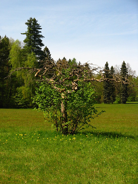 Park Paacowy (BPN)