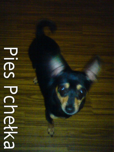 Pcheka