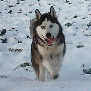 HUSKY