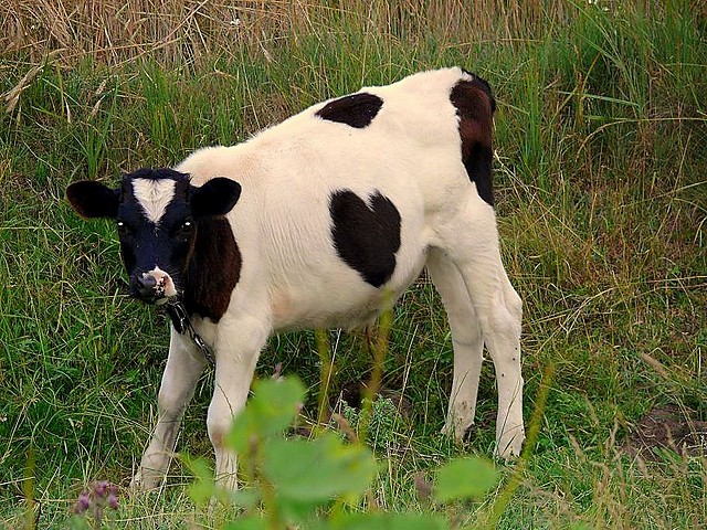 A kruuffka robi muu i daje mleko