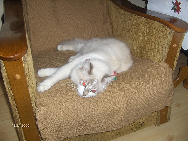 ^^Kocurek^^Miow...Grr