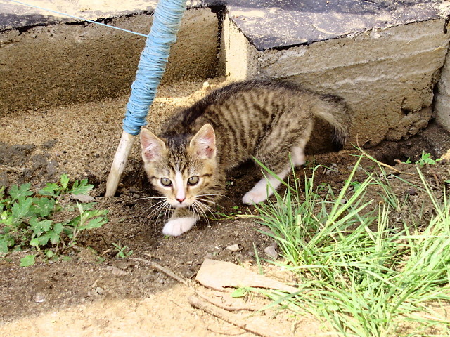 miau.