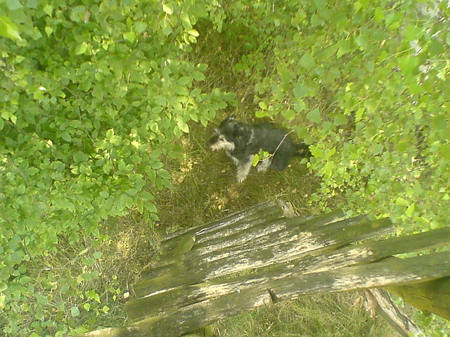 My dOg