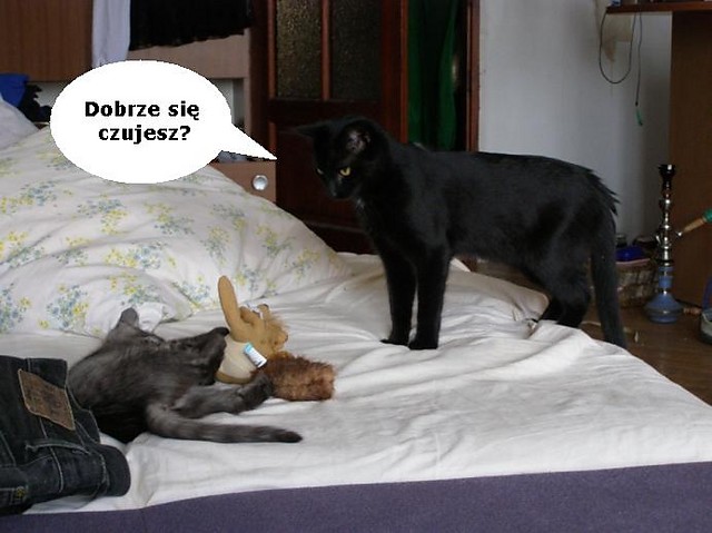 Bezimienny przybysz