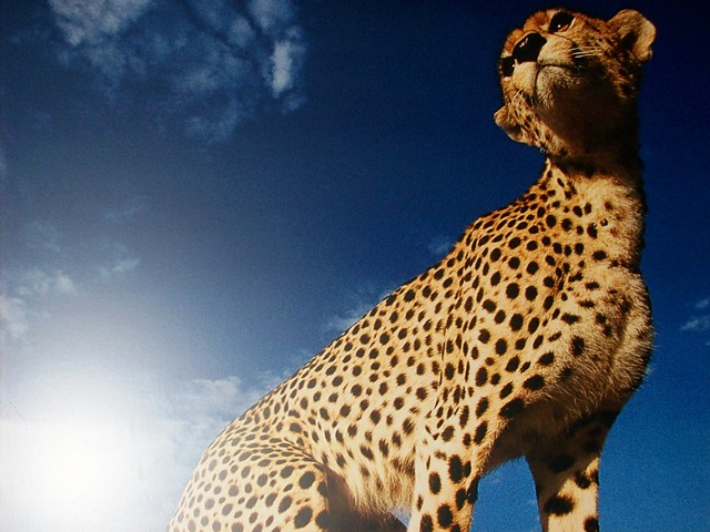 Gepard