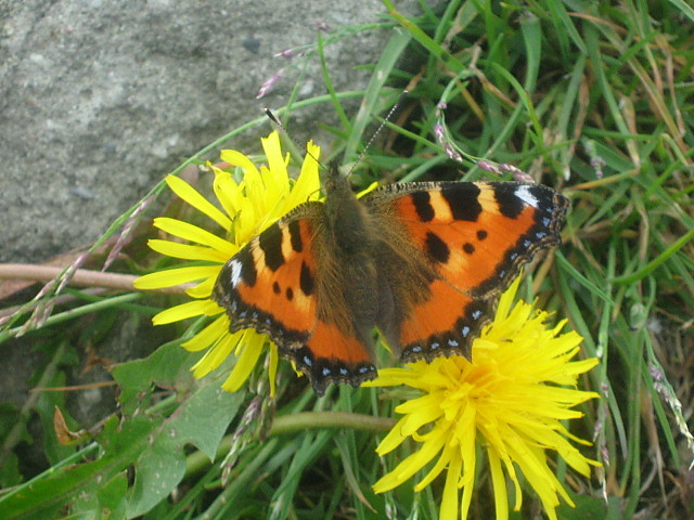 Nieuywany