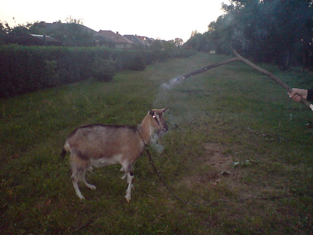 wita koza 