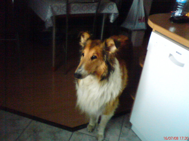 Pesio xD