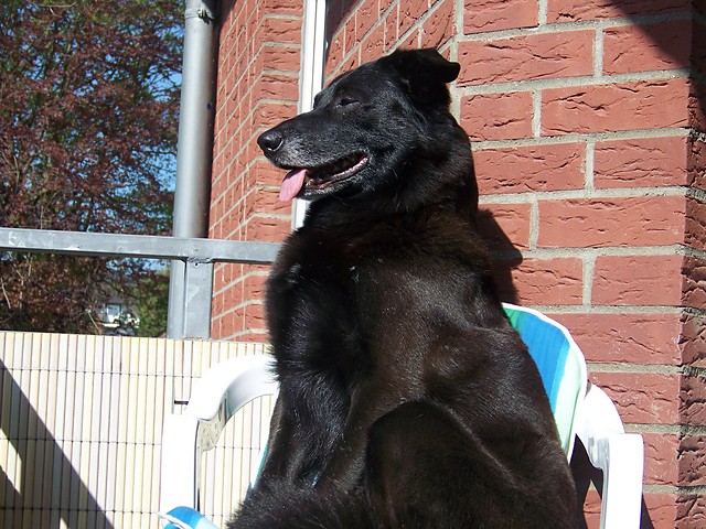 Piesek
