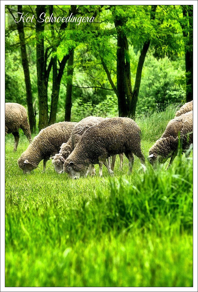Owcowanie z przyrod...