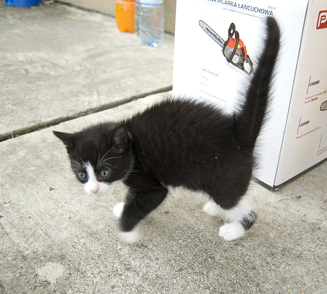 Kiciu mj ^^