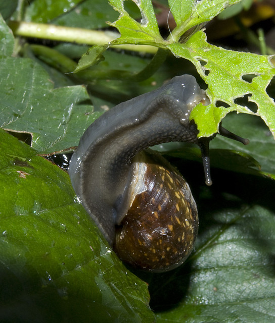 limaczek