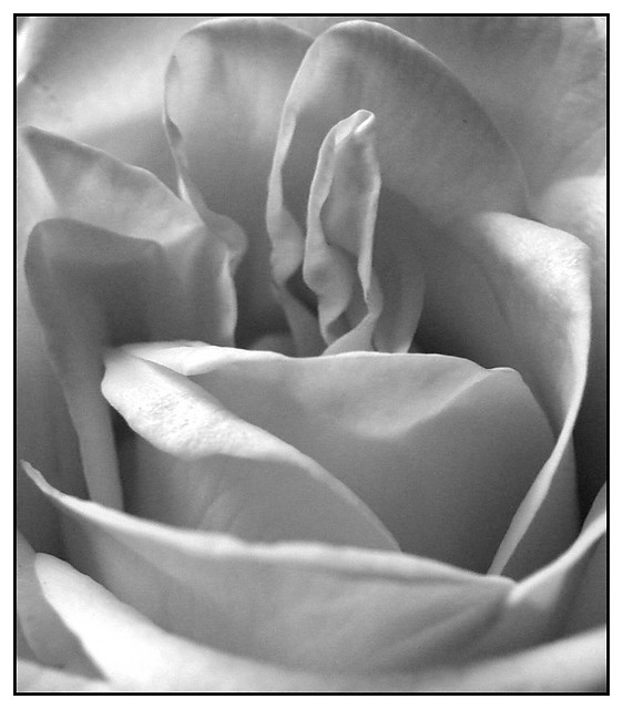 rose...