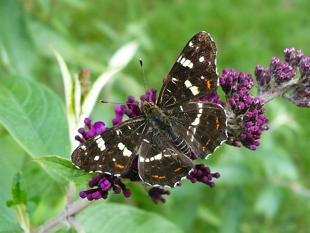 Motyl :)