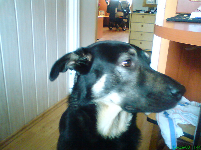 Chico