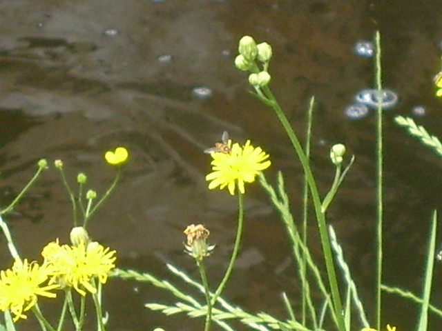 Kwiatki