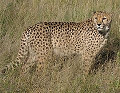 Gepard