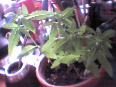 Planty ep. 2