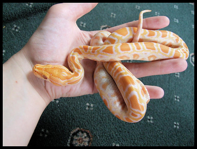 Python molurus bivittatus