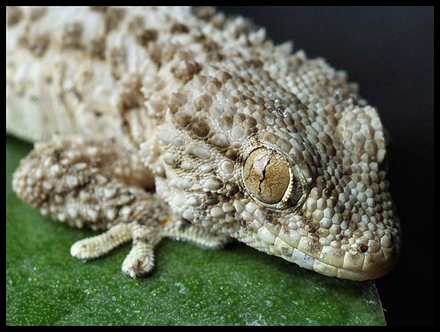 Tarentola mauretanica