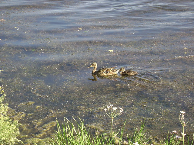 Kaczuszki