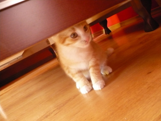 Rudu:*