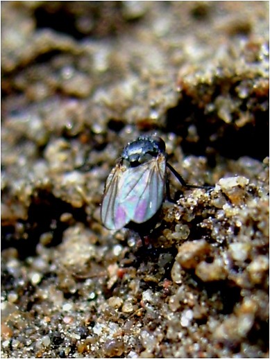Fly on a Moon