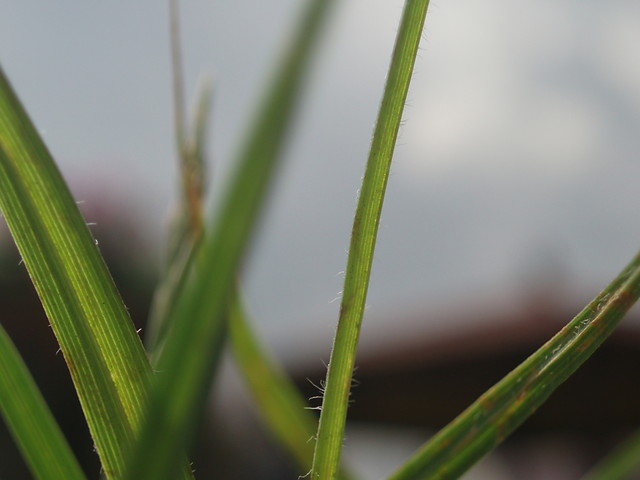 trawa