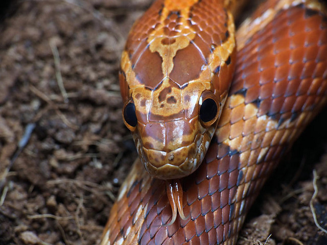 P. guttatus