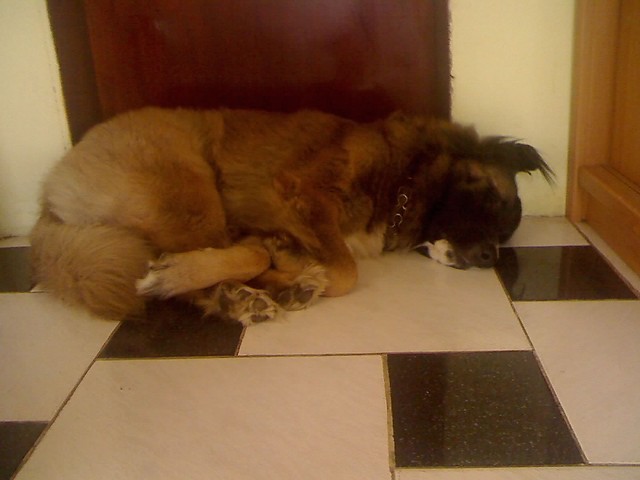 Misiek