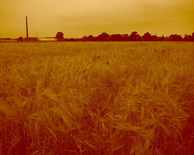 farmer's gold...