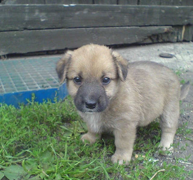 Piesiunio :*