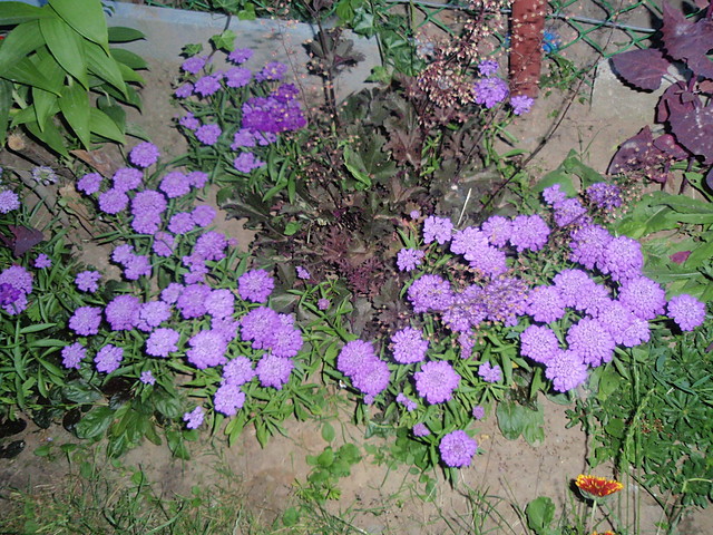 Kwiatuszek 