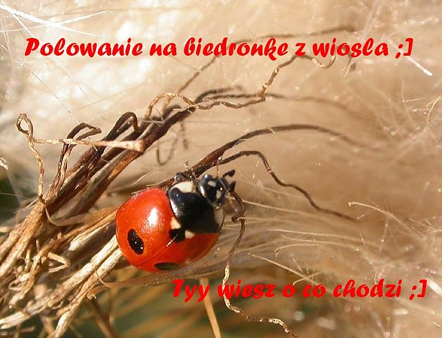 Polowanie na biedronke z kajaka 
