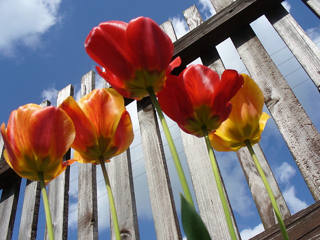 tulipany