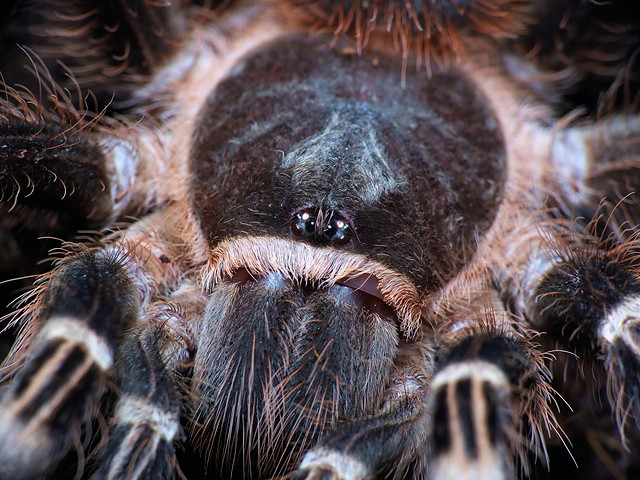A. geniculata