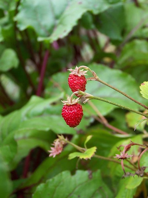 poziomki