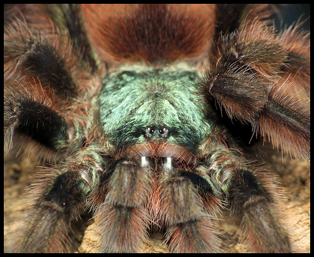 A. versicolor