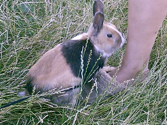 Krlik
