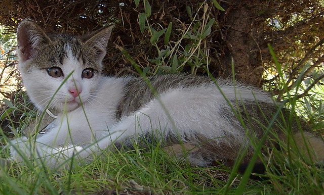 Tekila :) 