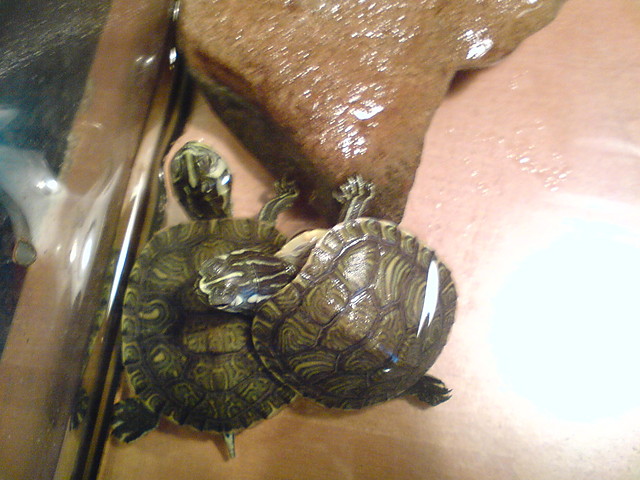 TurtLe$$